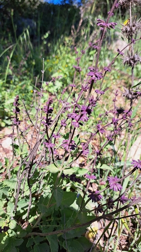 Judean sage (Salvia judaica)