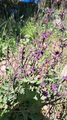 Salvia judaica, photograph (c) Nachman bones, some rights reserved (CC BY)