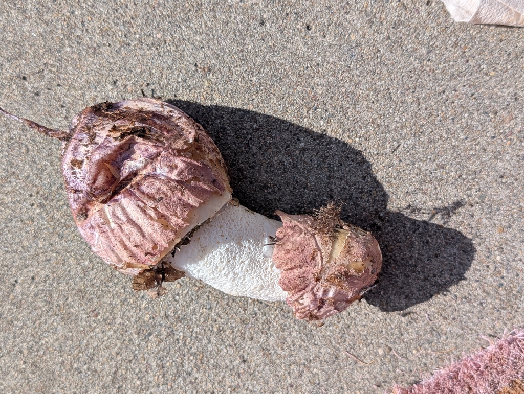 Phallus hadriani · April 2026 · photo: © th92105 (iNaturalist, cc-by)
