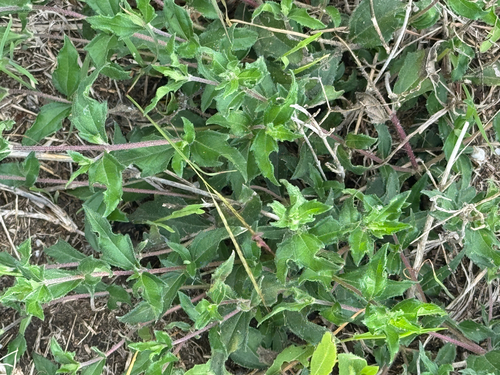 Texas creeping-oxeye (Wedelia hispida)