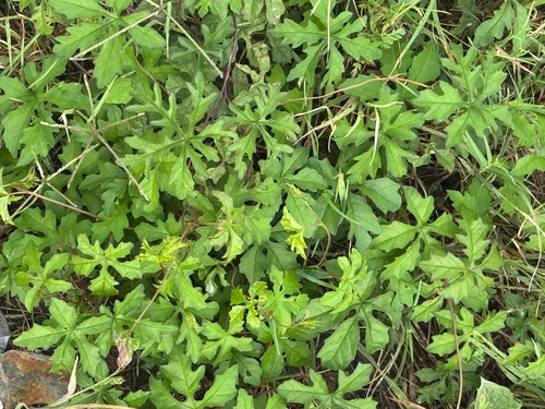 Alamo vine (Distimake dissectus)