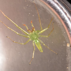 Lyssomanes antillanus