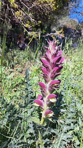 Syrian bear's breech (Acanthus syriacus)