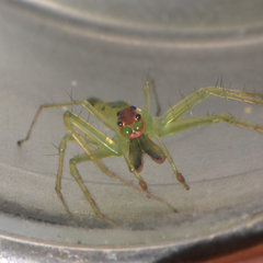 Lyssomanes antillanus