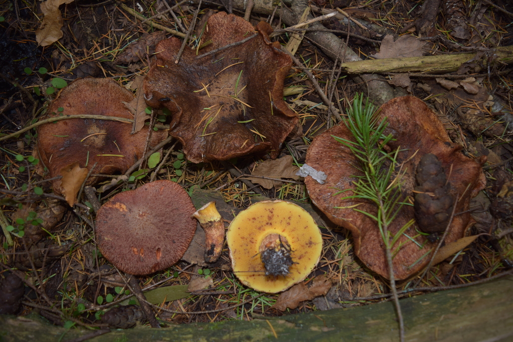Suillus lakei · April 2026 · photo: © davidwhyte (iNaturalist, cc-by-sa)