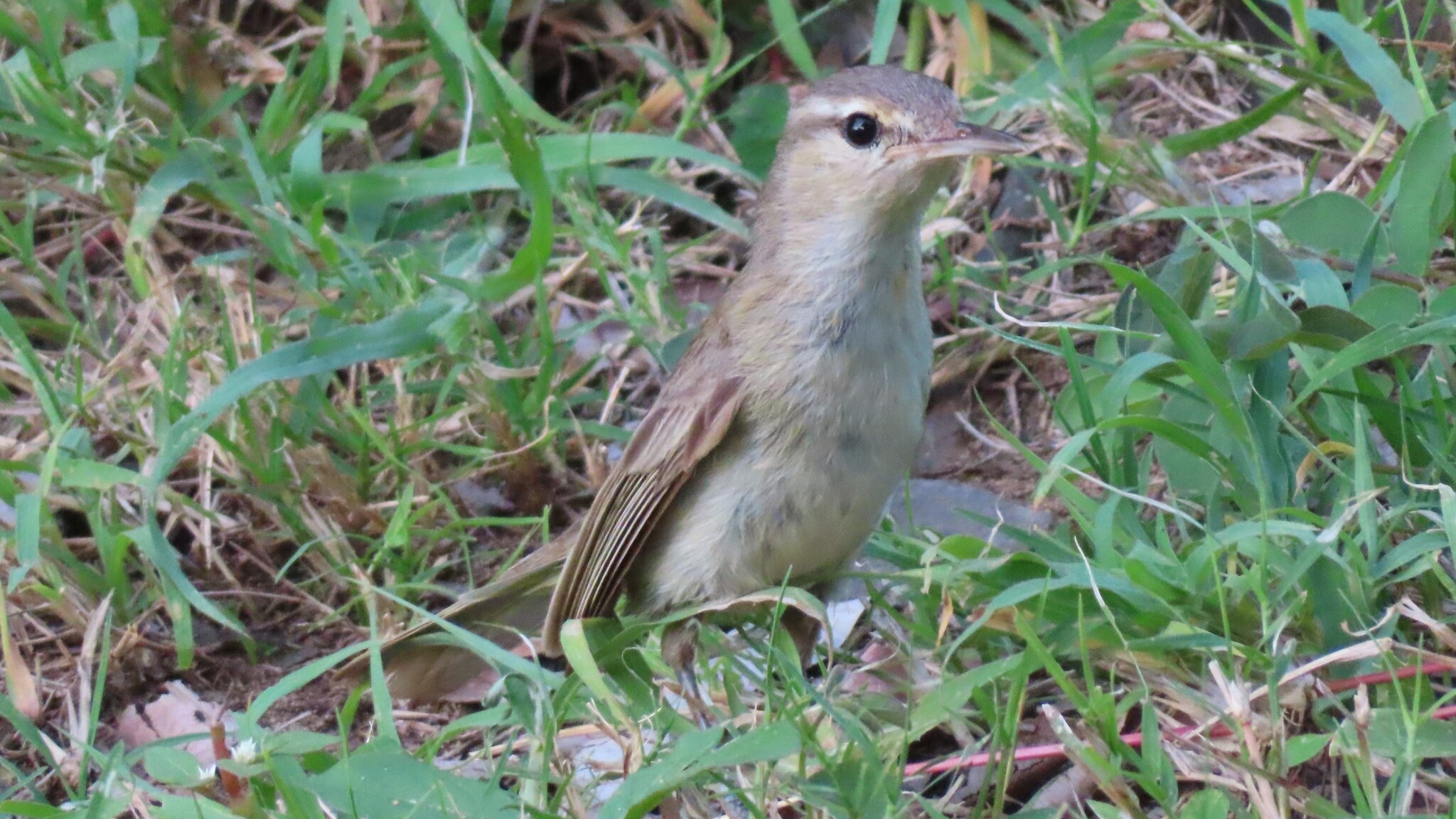 Noronha Vireo (Vireo gracilirostris), photo 1