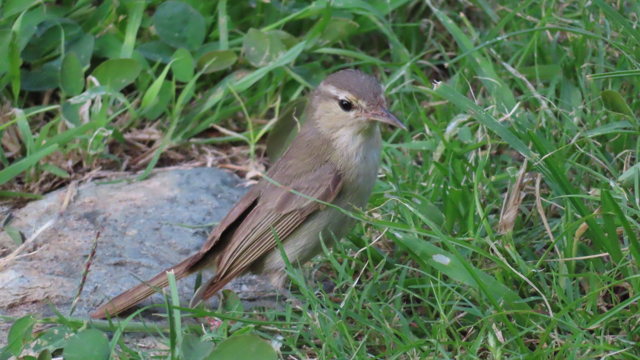 Noronha Vireo (Vireo gracilirostris), photo 2