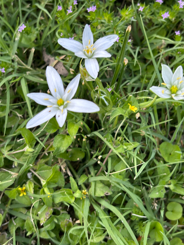 common star-of-Bethlehem (Ornithogalum umbellatum)