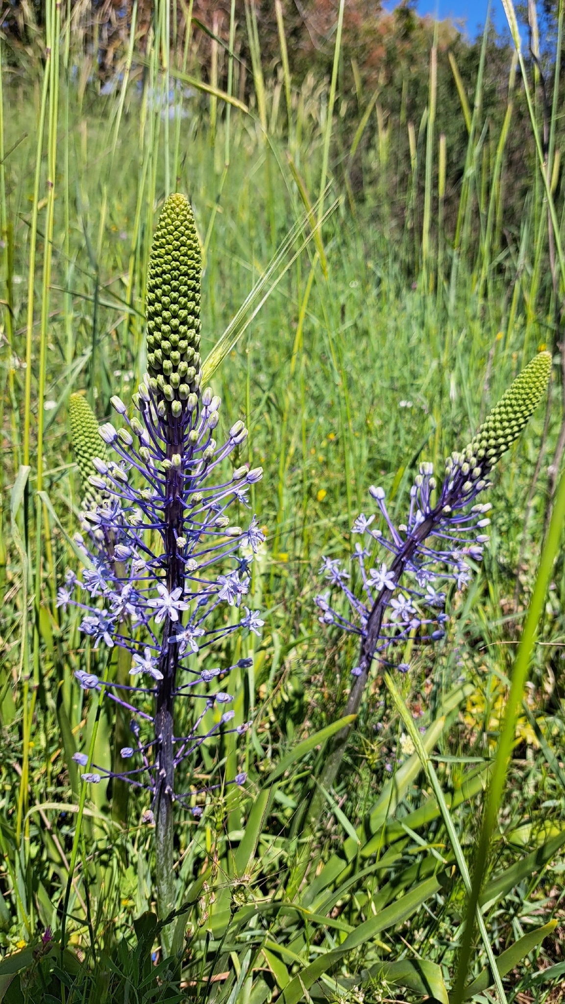 Scilla Hyacinthoides (Scilla hyacinthoides)