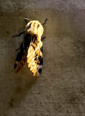 Hypercompe nemophila