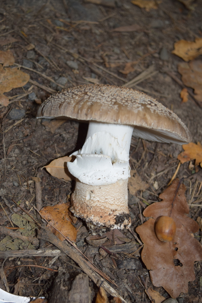Amanita excelsa spissa · April 2026 · photo: © davidwhyte (iNaturalist, cc-by-sa)