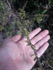 Berberis actinacantha