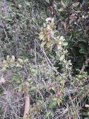 Berberis actinacantha