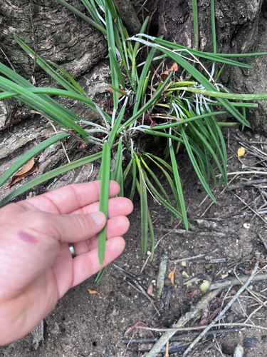 Lady of the Night Orchid (Brassavola nodosa)