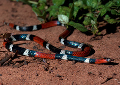Micrurus pyrrhocryptus