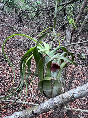 Twisted Airplant (Tillandsia flexuosa)