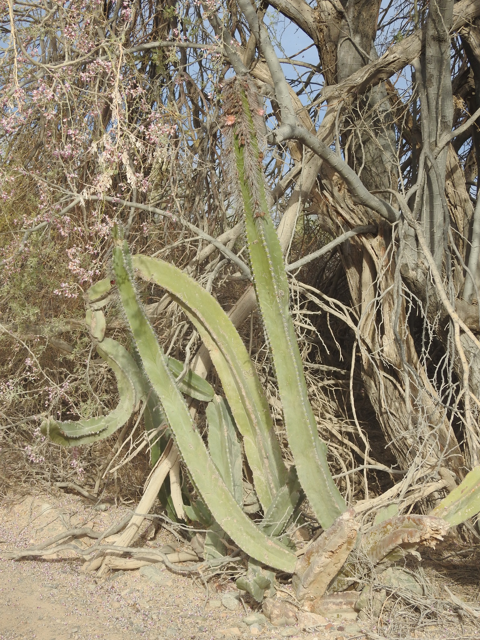 Senita Cactus (Lophocereus schottii)