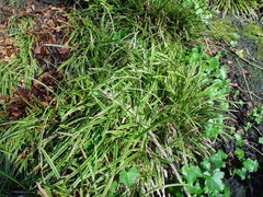 Carex oshimensis