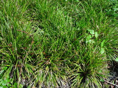 Carex oshimensis