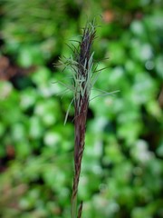 Carex oshimensis