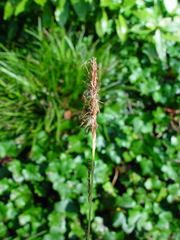 Carex oshimensis