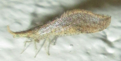 Berothidae