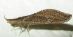 Berothidae