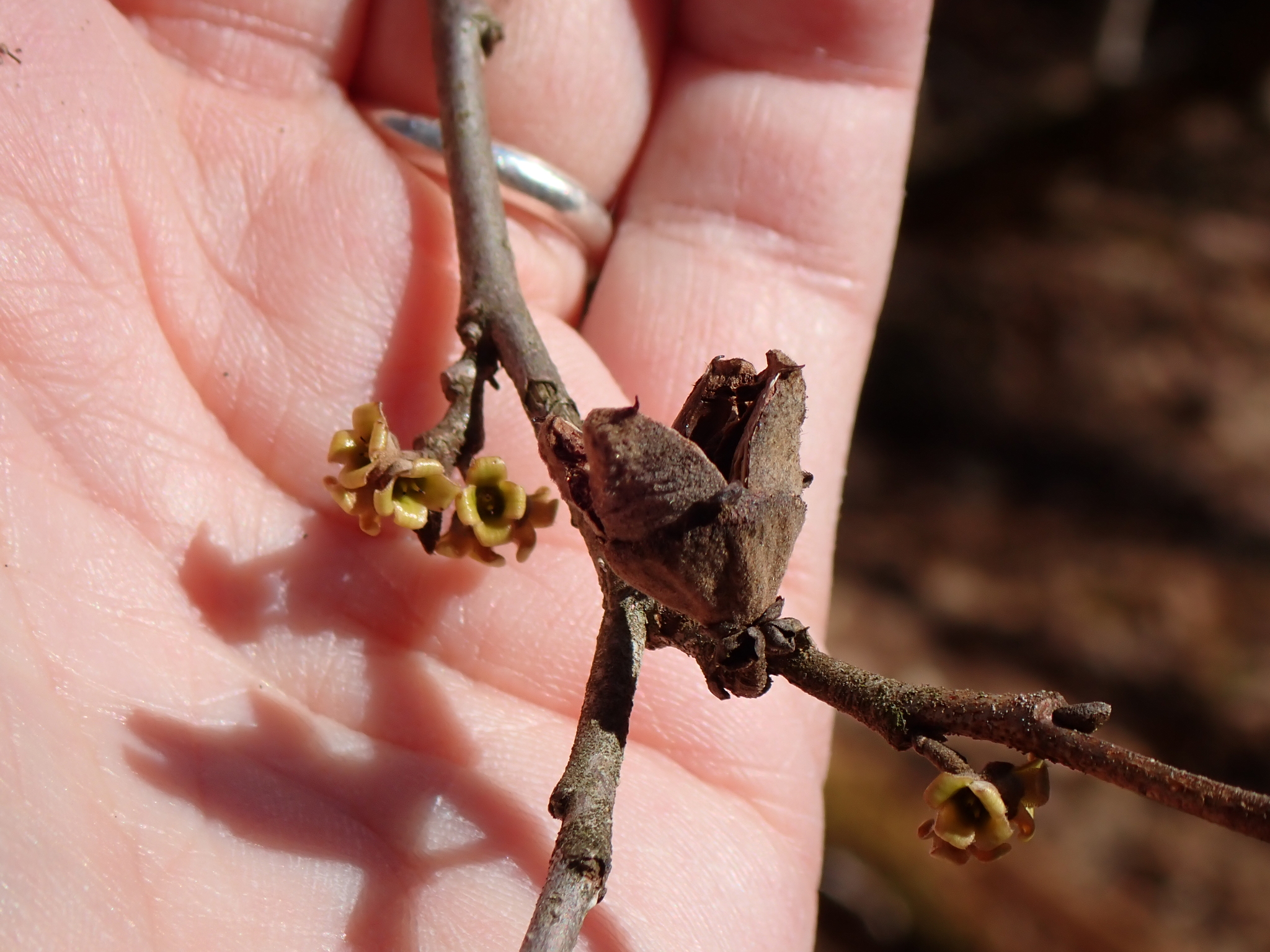 American Witch-Hazel (Hamamelis virginiana)