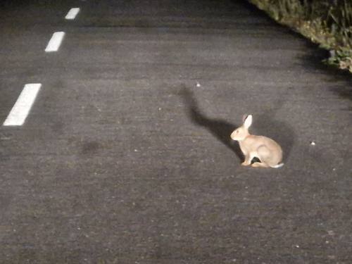 Iberian Rabbit, Beja, PT, photo 10 of 10