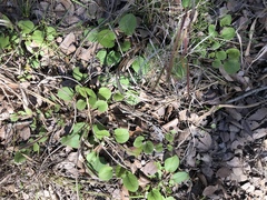 Packera pseudaurea semicordata