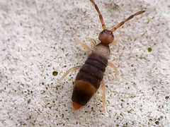 Entomobrya albocincta