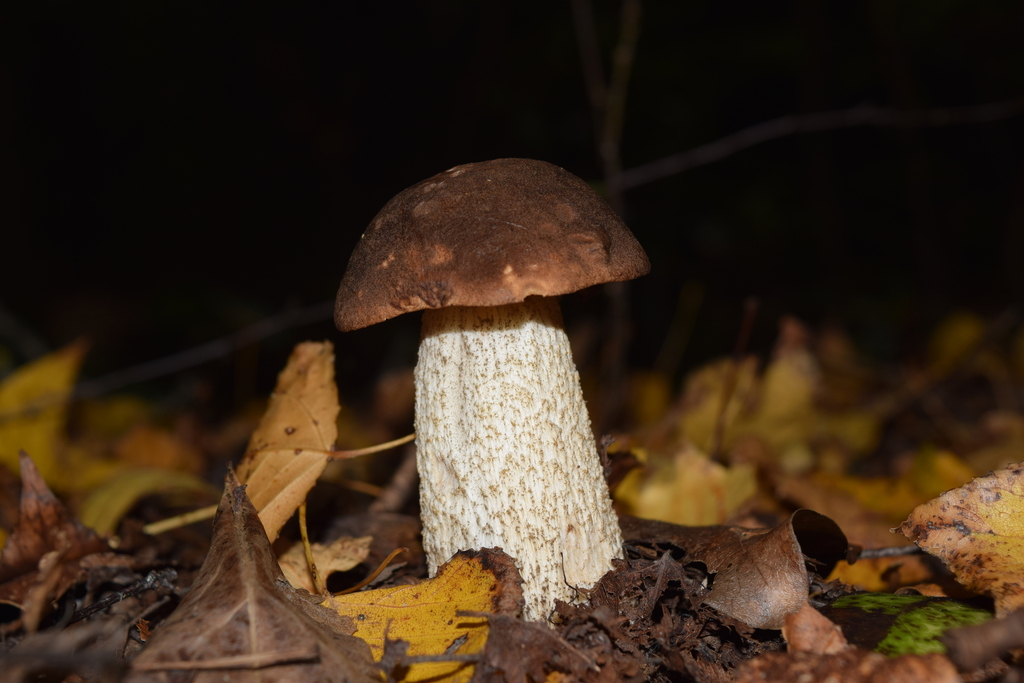 Leccinum scabrum · April 2026 · photo: © davidwhyte (iNaturalist, cc-by-sa)