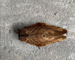 Lasiocampoidea