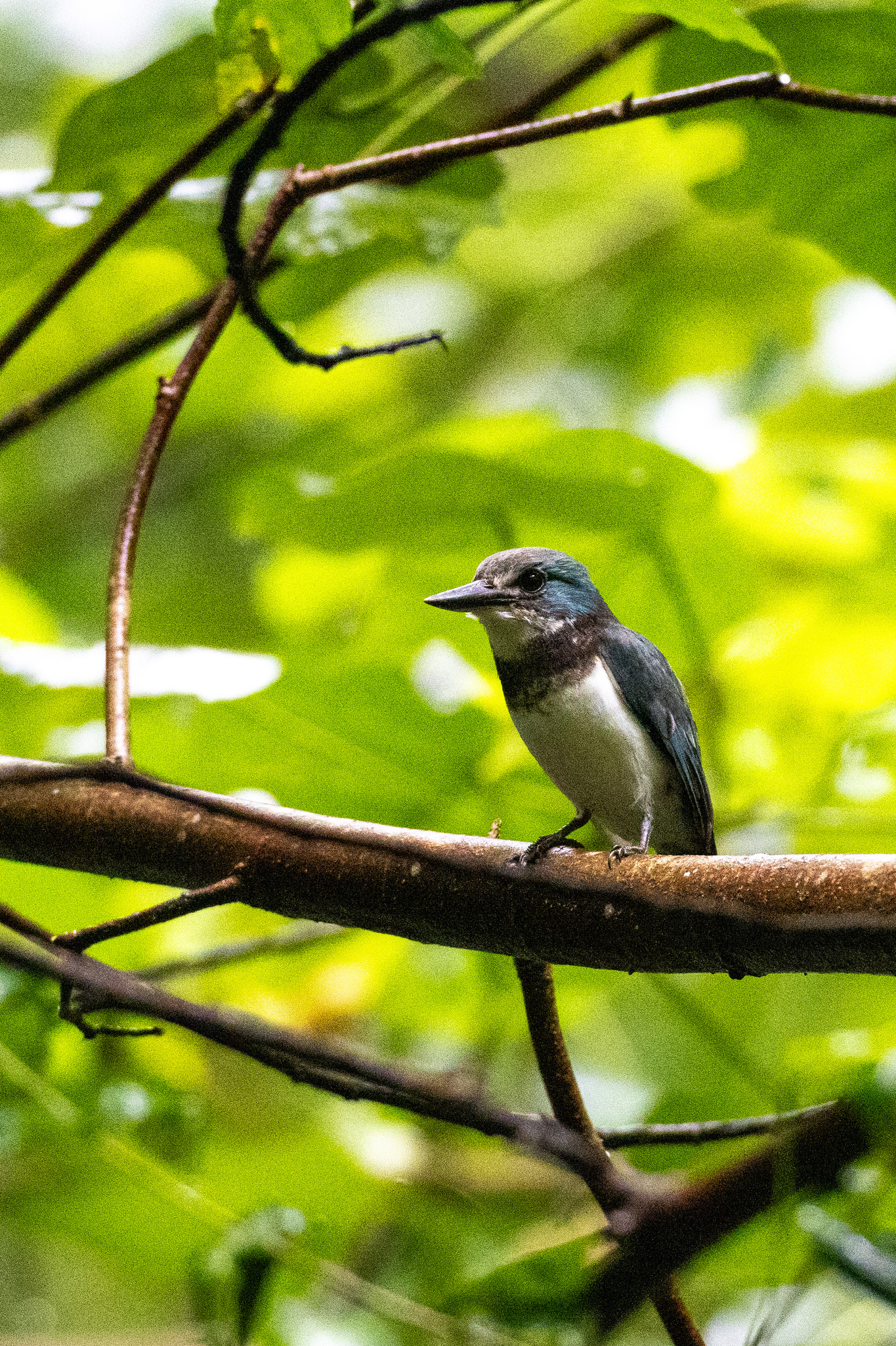 Society Kingfisher (Todiramphus veneratus), photo 5