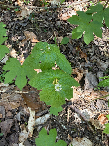 Goldenseal (Hydrastis canadensis)