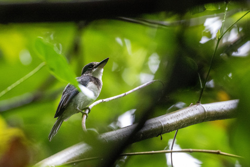 Society Kingfisher (Todiramphus veneratus), photo 4
