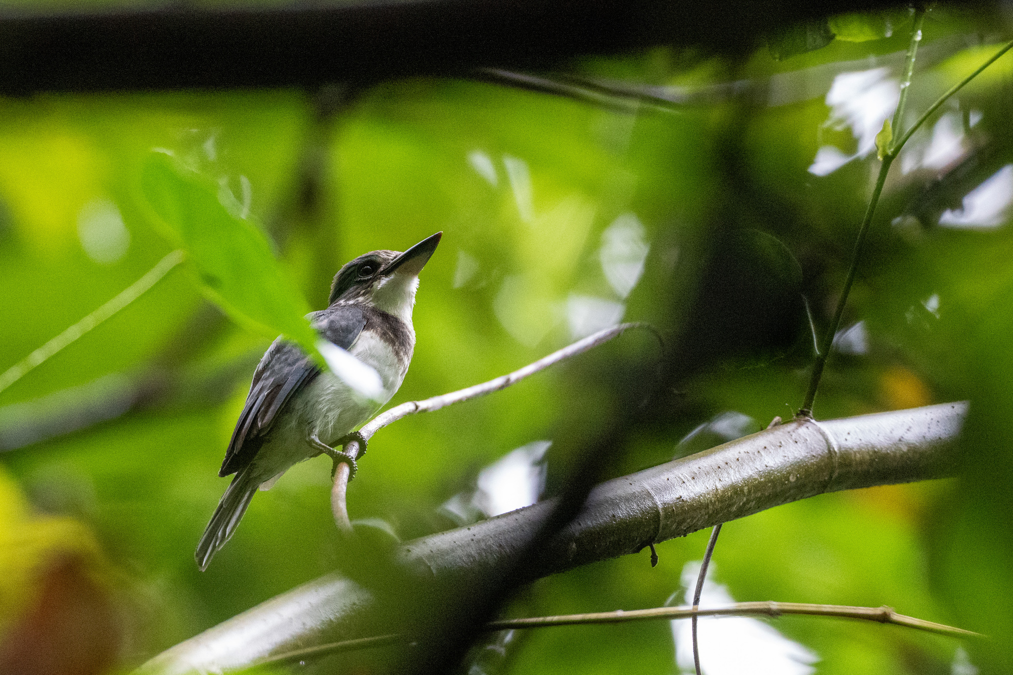Society Kingfisher (Todiramphus veneratus), photo 4