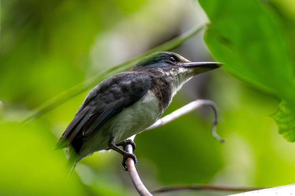 Society Kingfisher (Todiramphus veneratus) photo