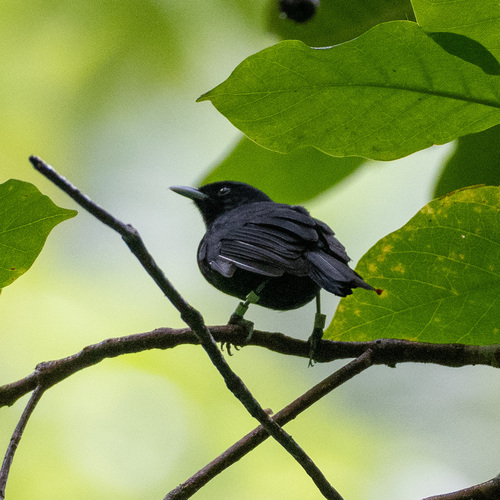 Tahiti Monarch (Pomarea nigra), photo 2