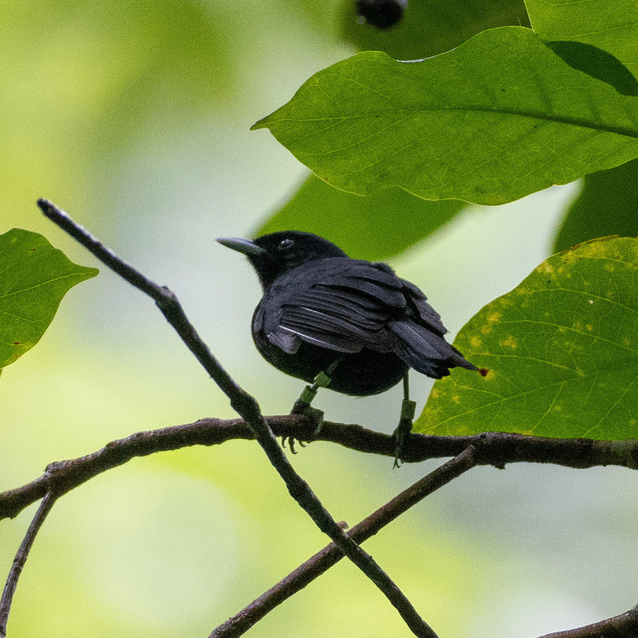Tahiti Monarch (Pomarea nigra), photo 2