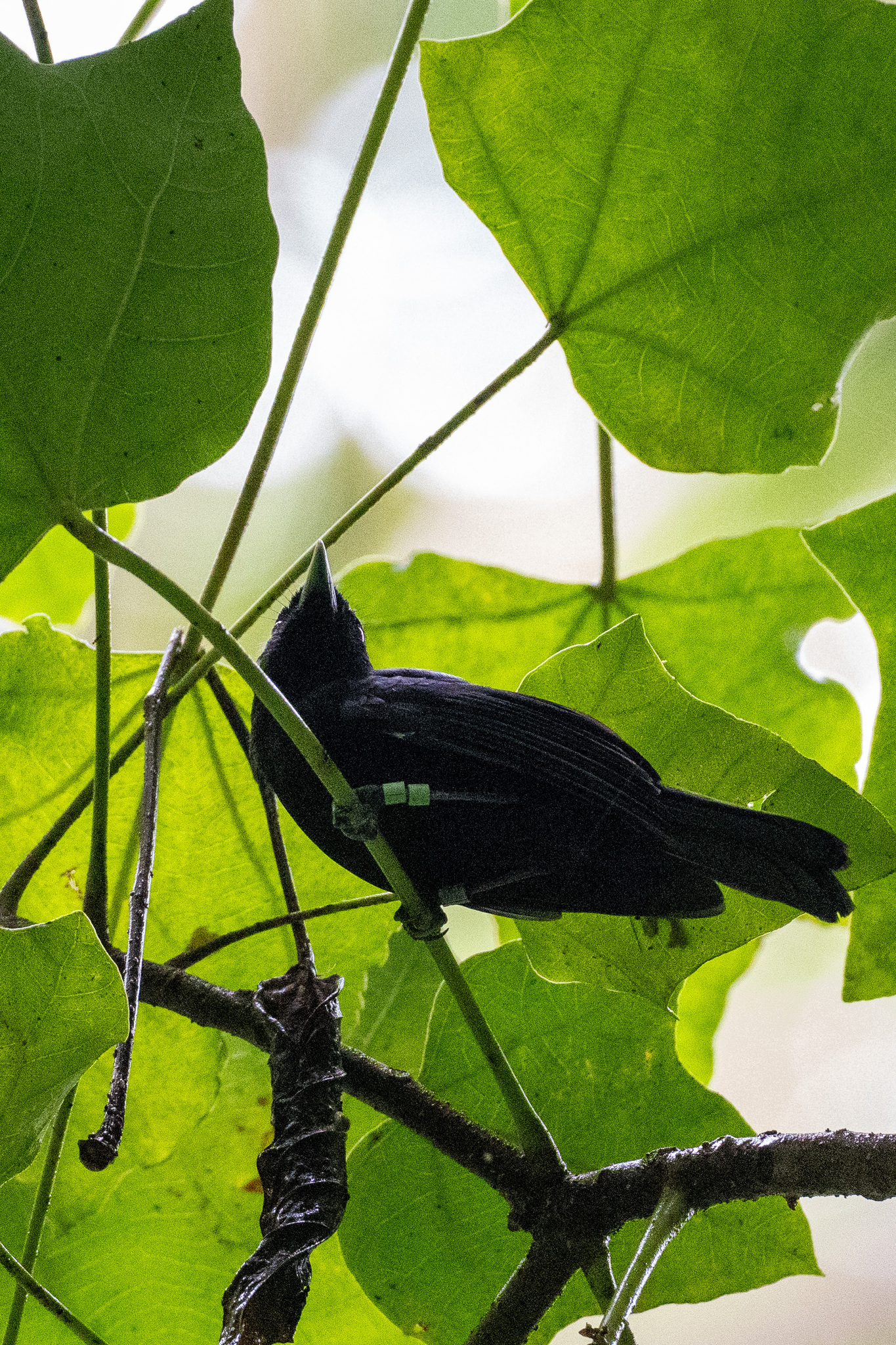 Tahiti Monarch (Pomarea nigra), photo 7