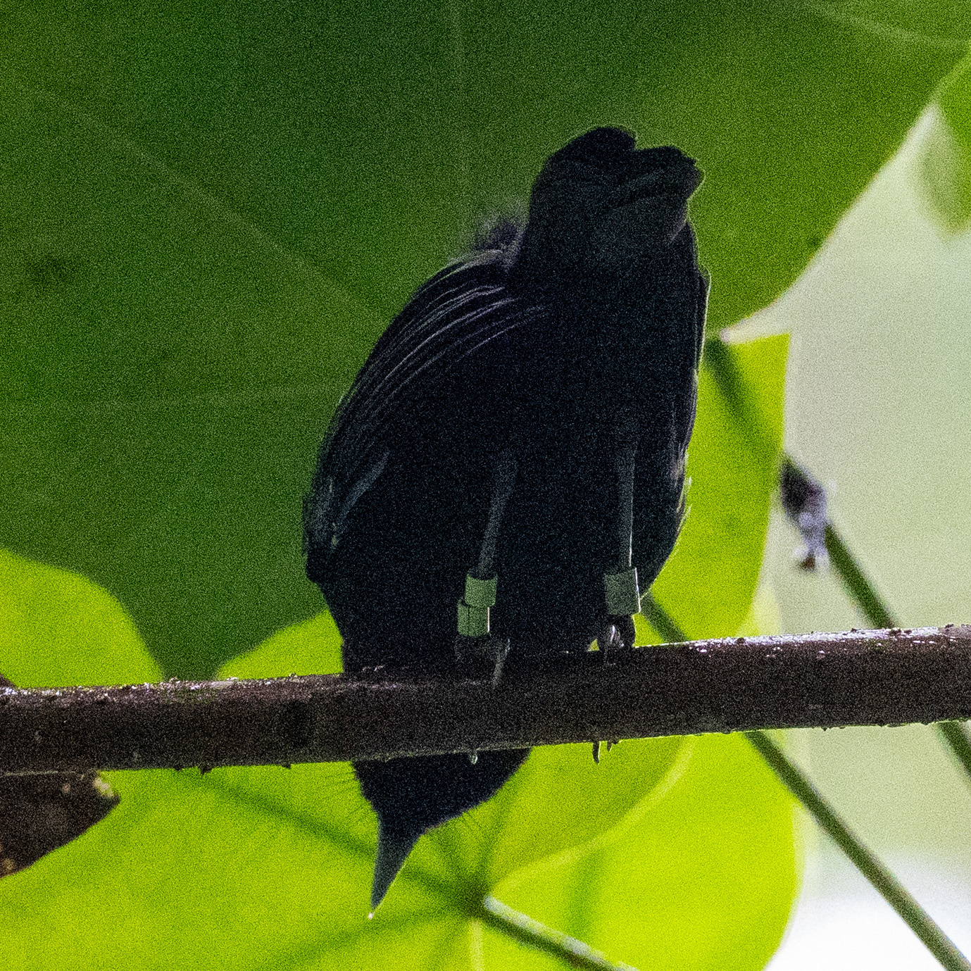 Tahiti Monarch (Pomarea nigra), photo 6