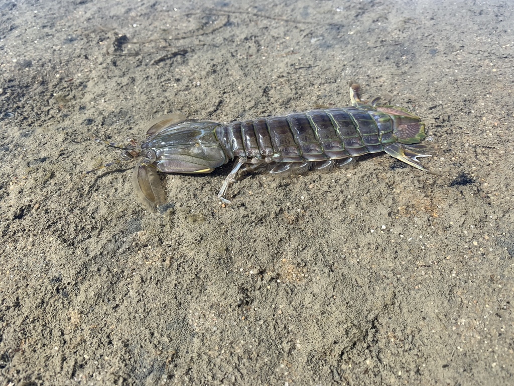 mantis shrimp