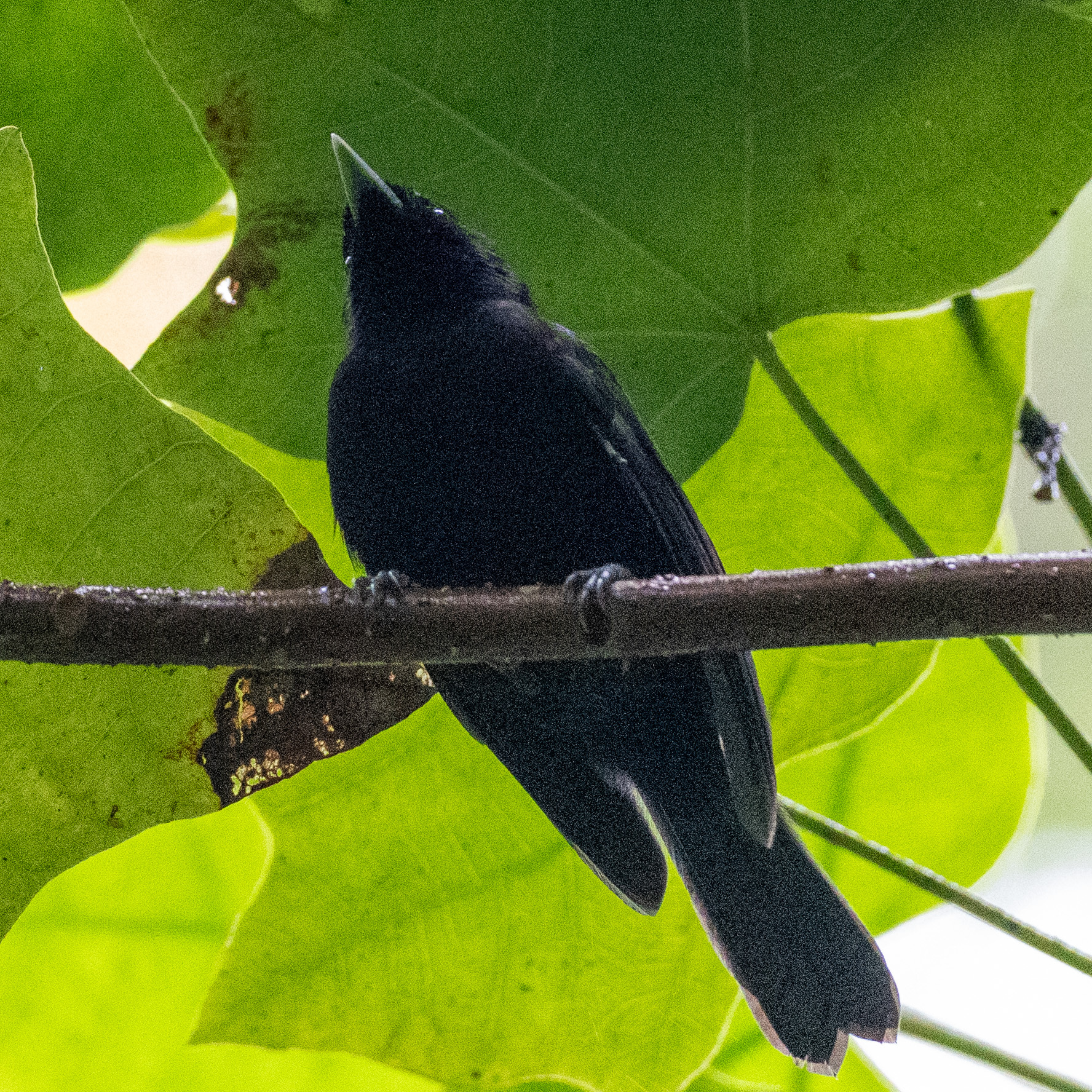 Tahiti Monarch (Pomarea nigra), photo 5