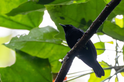 Tahiti Monarch (Pomarea nigra), photo 10