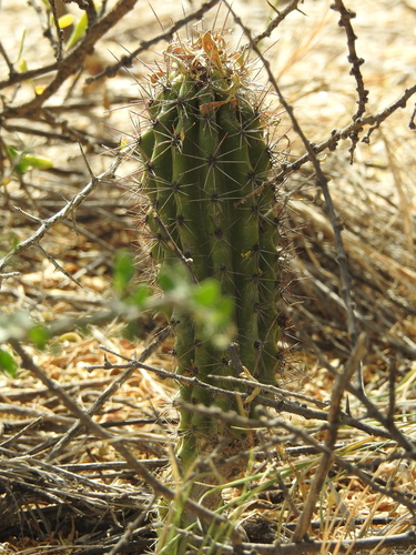 organ pipe cactus (Stenocereus thurberi)