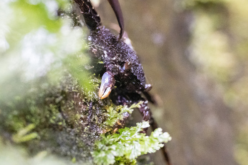 Shinobium trapezoideum