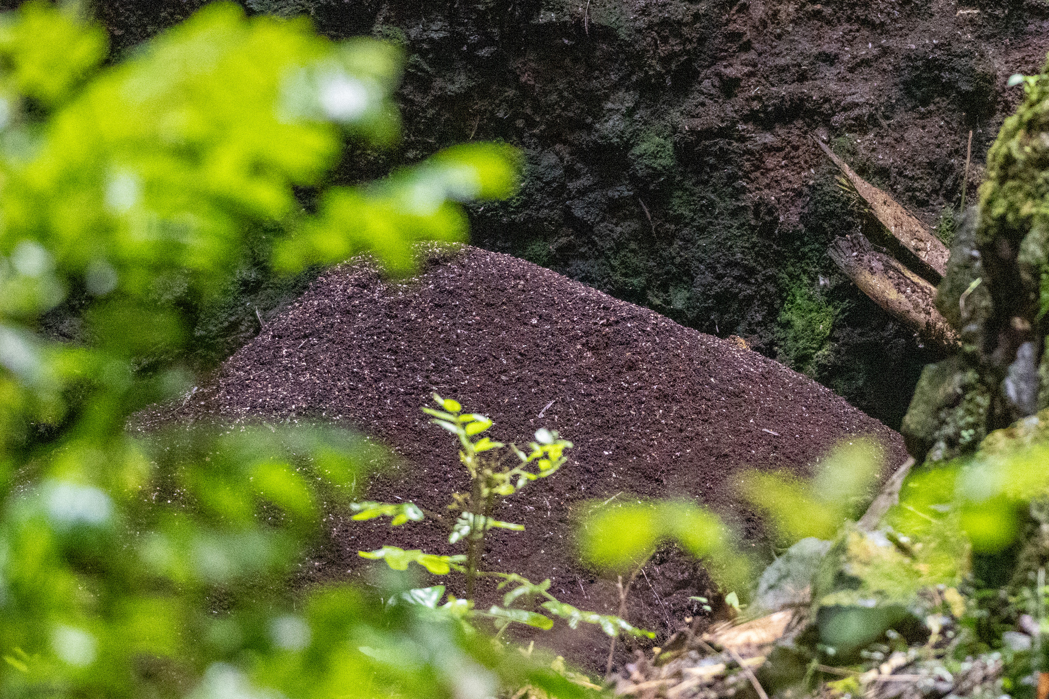 Polynesian Swiftlet (Aerodramus leucophaeus), photo 4
