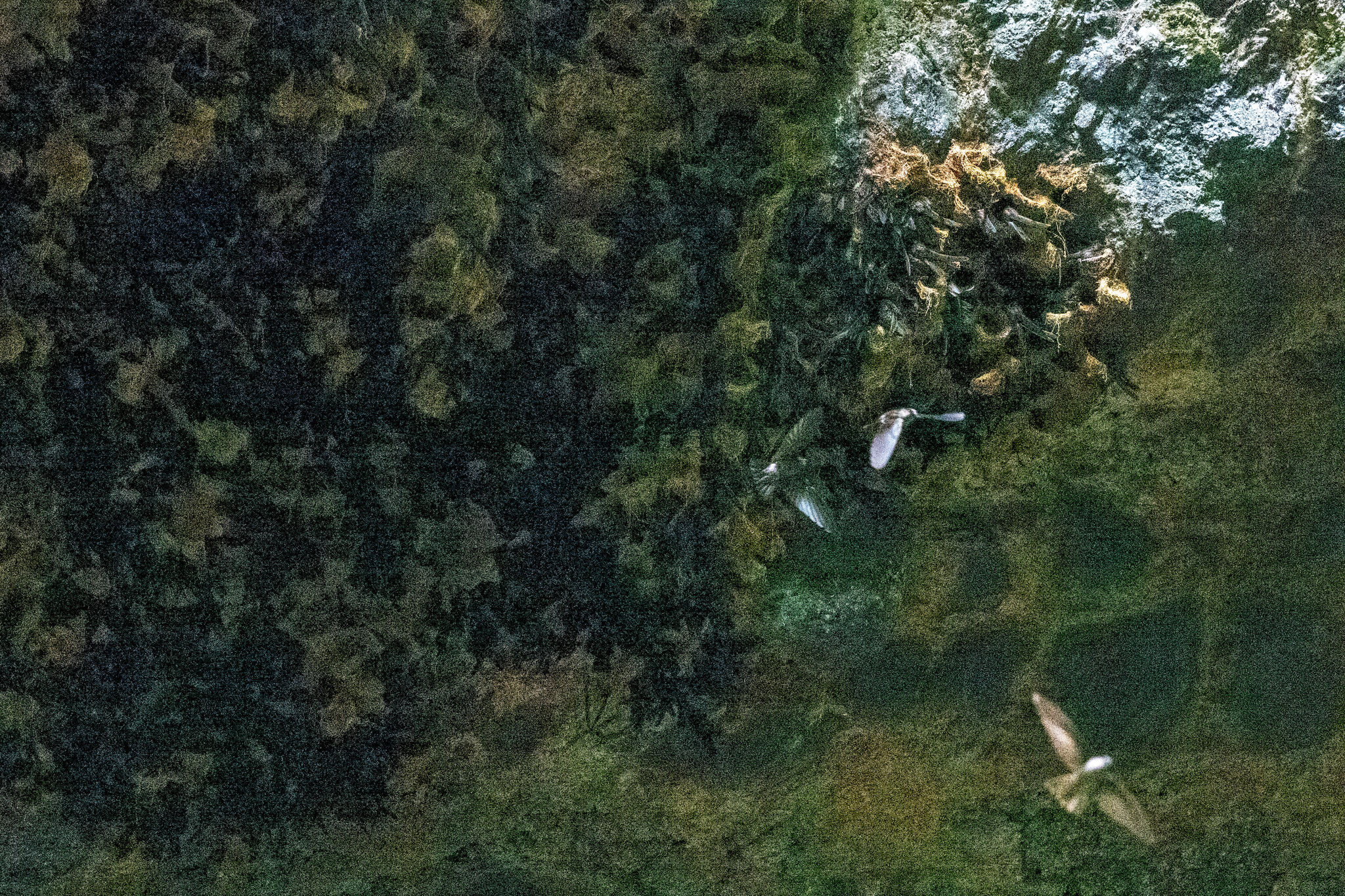 Polynesian Swiftlet (Aerodramus leucophaeus), photo 3