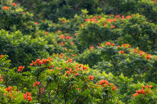 African tulip tree (Spathodea campanulata)